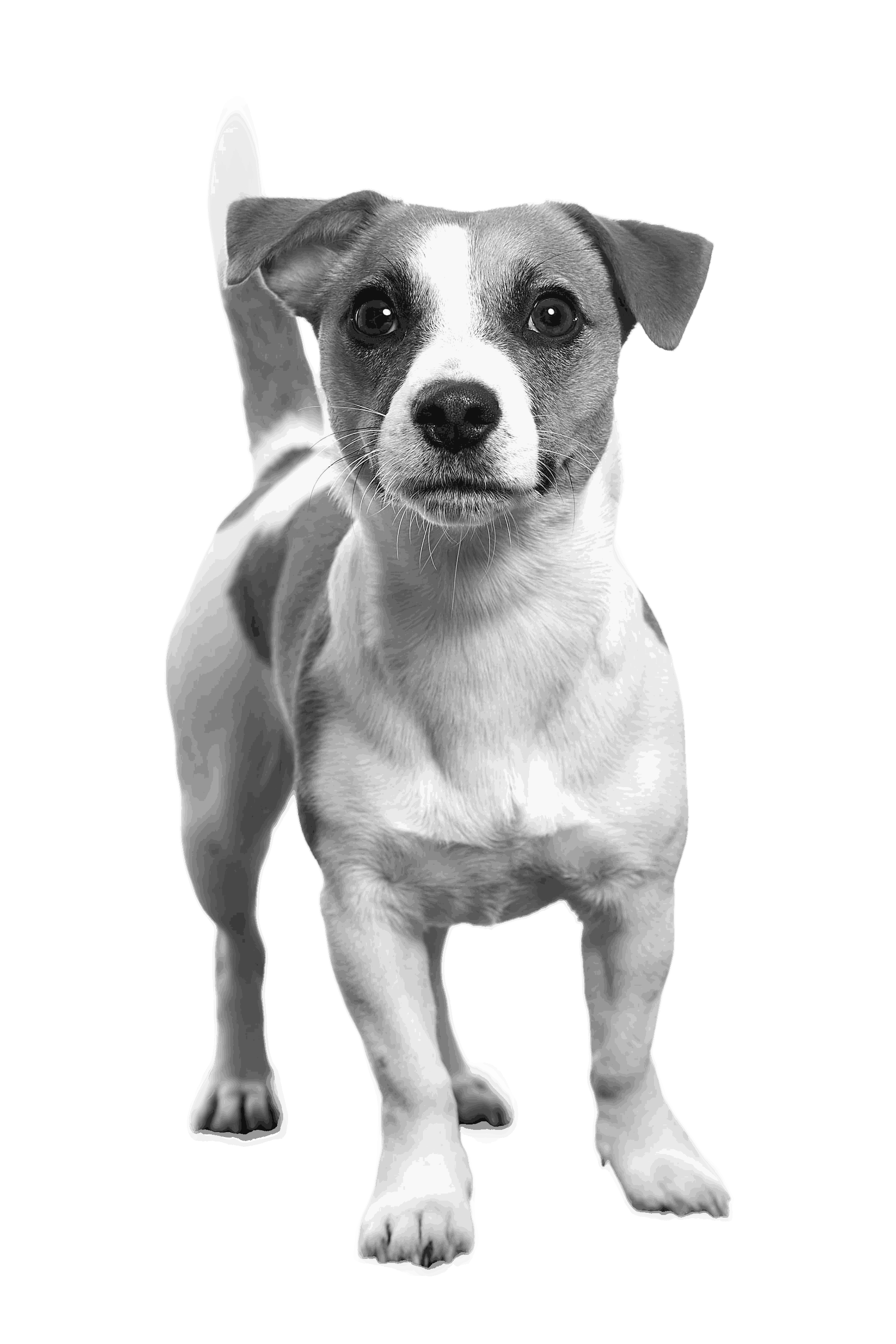 dog-modal.jpg